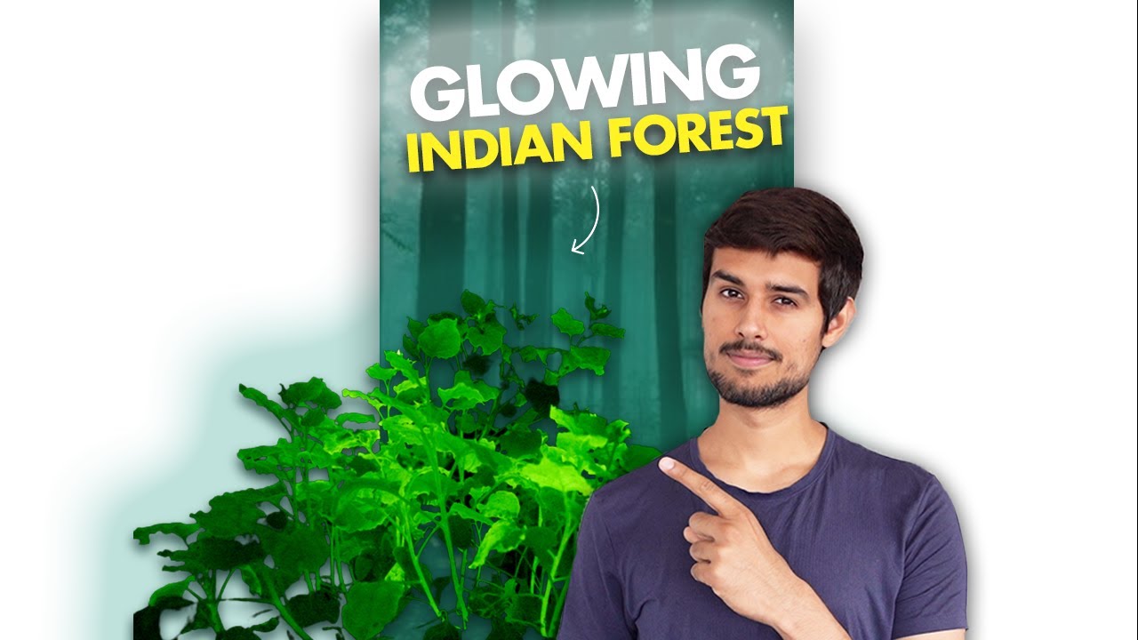 Watch This Indian Forest Light Up at Night! 🌲✨