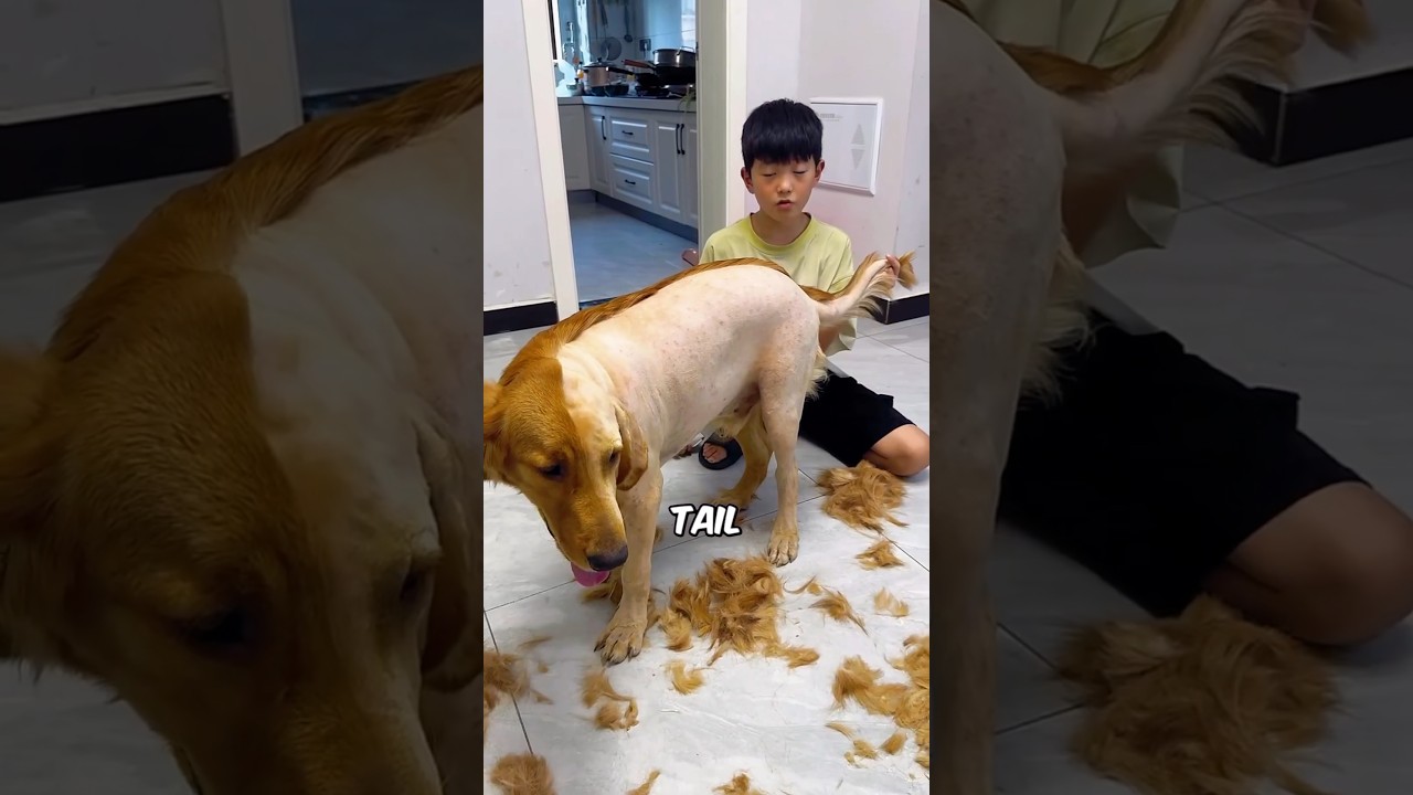 Boy Cuts Half of His Dog’s Hair ✂️