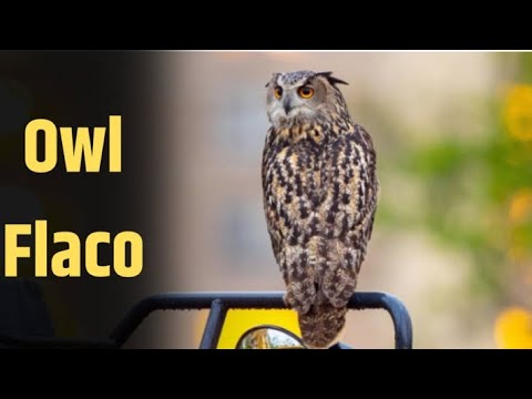 Farewell, Flaco: A Beloved Celebrity Owl Takes final Flight