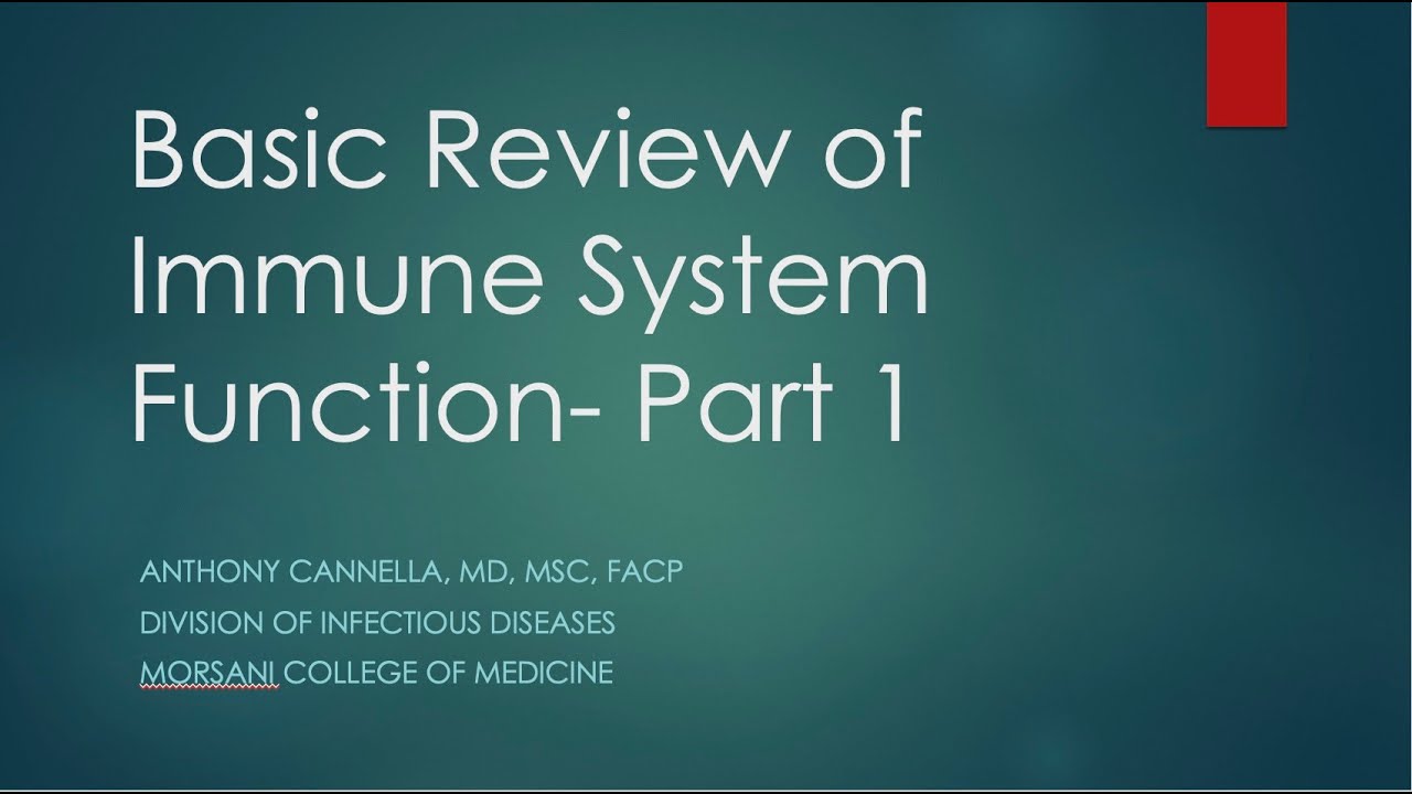 Basic Immune System Function Overview 🛡️