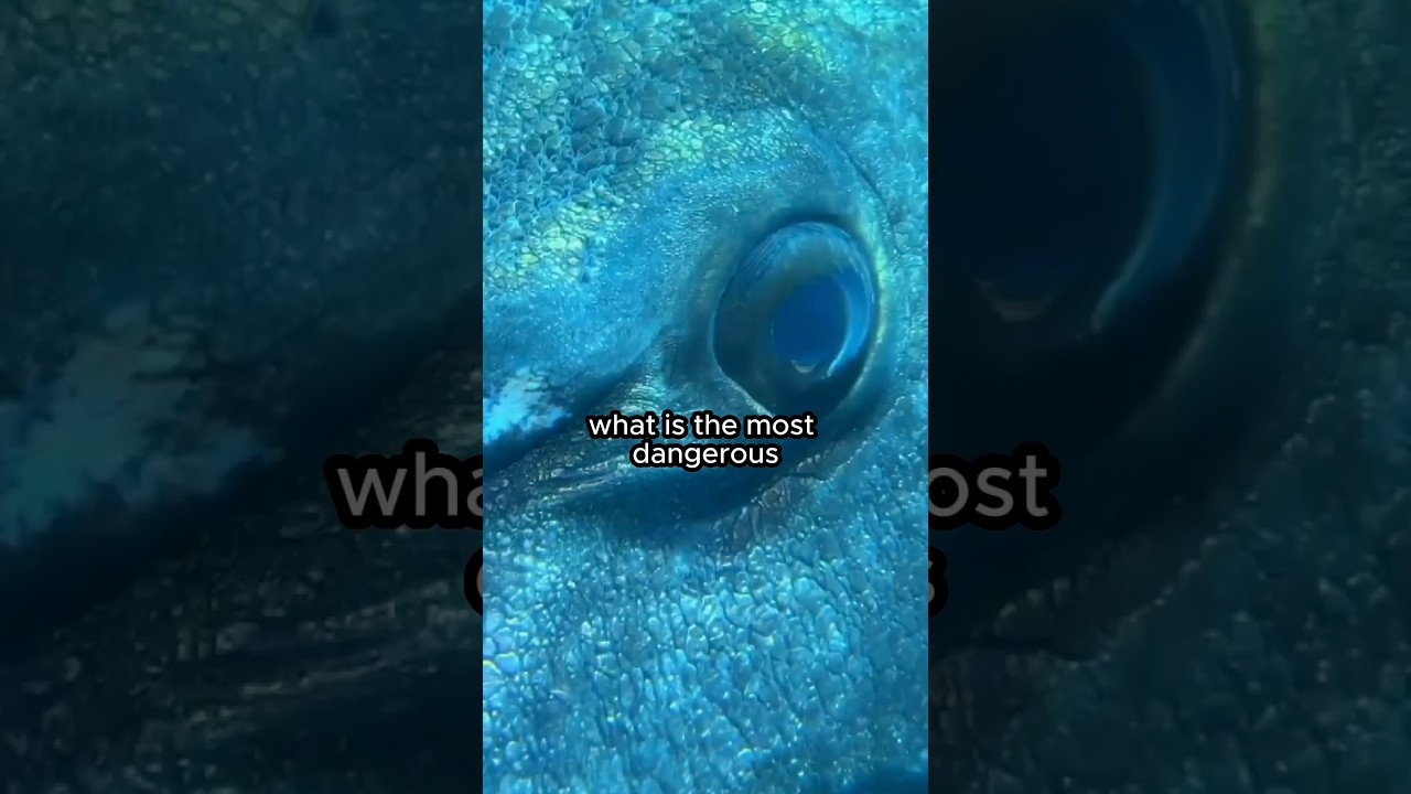 Most dangerous animal in the world