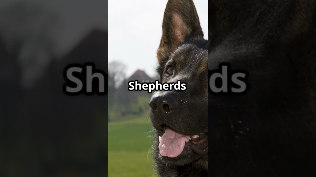 Top 5 Most Dangerous Dog Breeds at Home