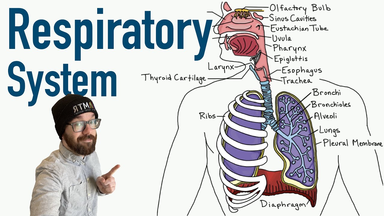 Respiratory System: Structure & Function 🫁
