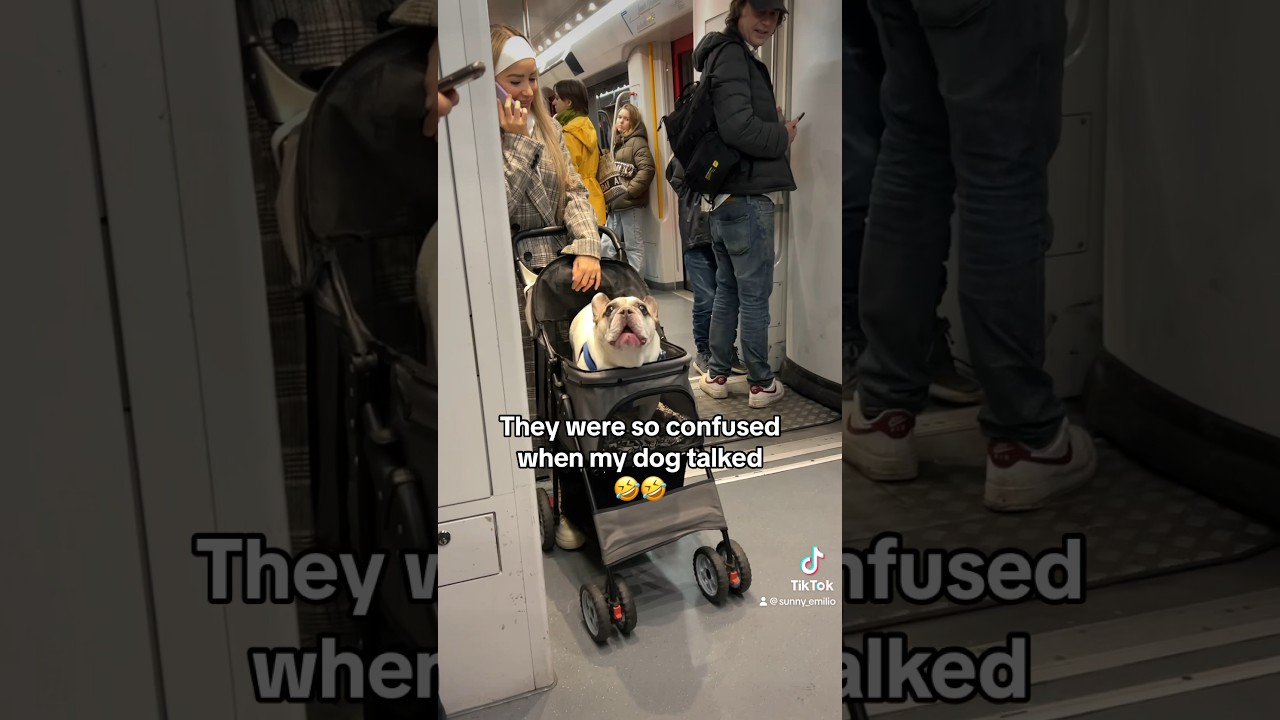 Talking Frenchie! 🐶 First Time Seen