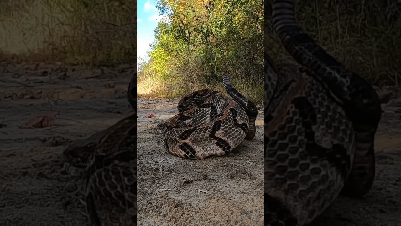Rattlesnakes Rattle to Warn Before Striking 🐍