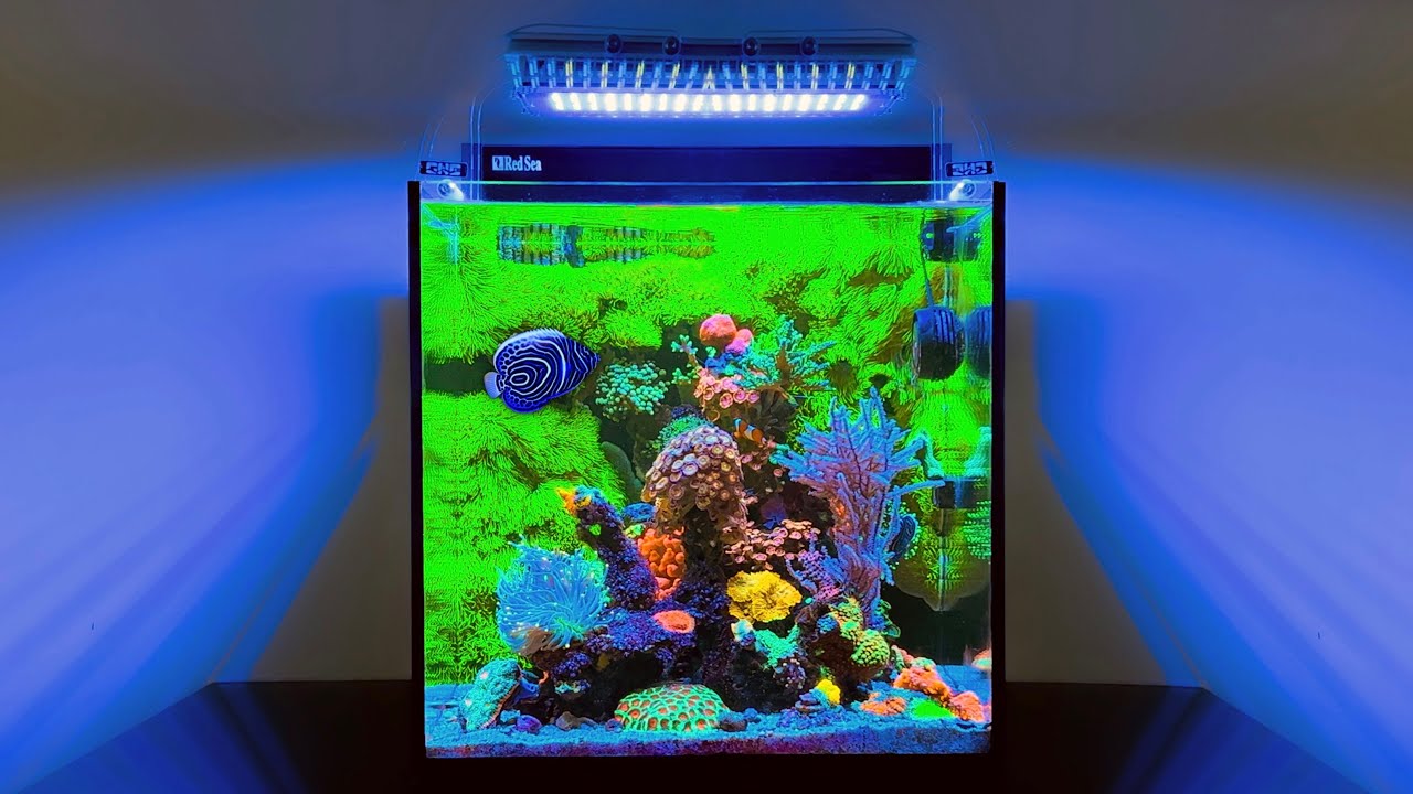 Stunning Nano Reef Tanks: 20-Gallon Aquarium Showcase 🌊