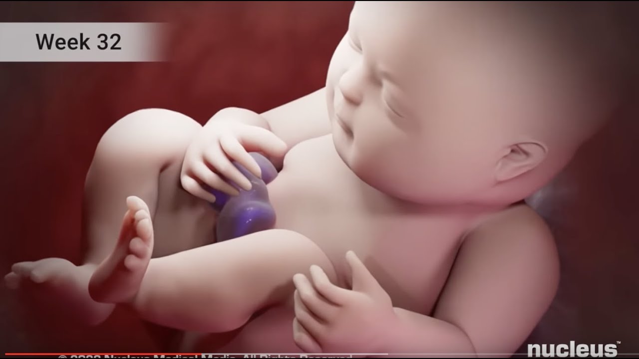 Third Trimester of Pregnancy 🤰