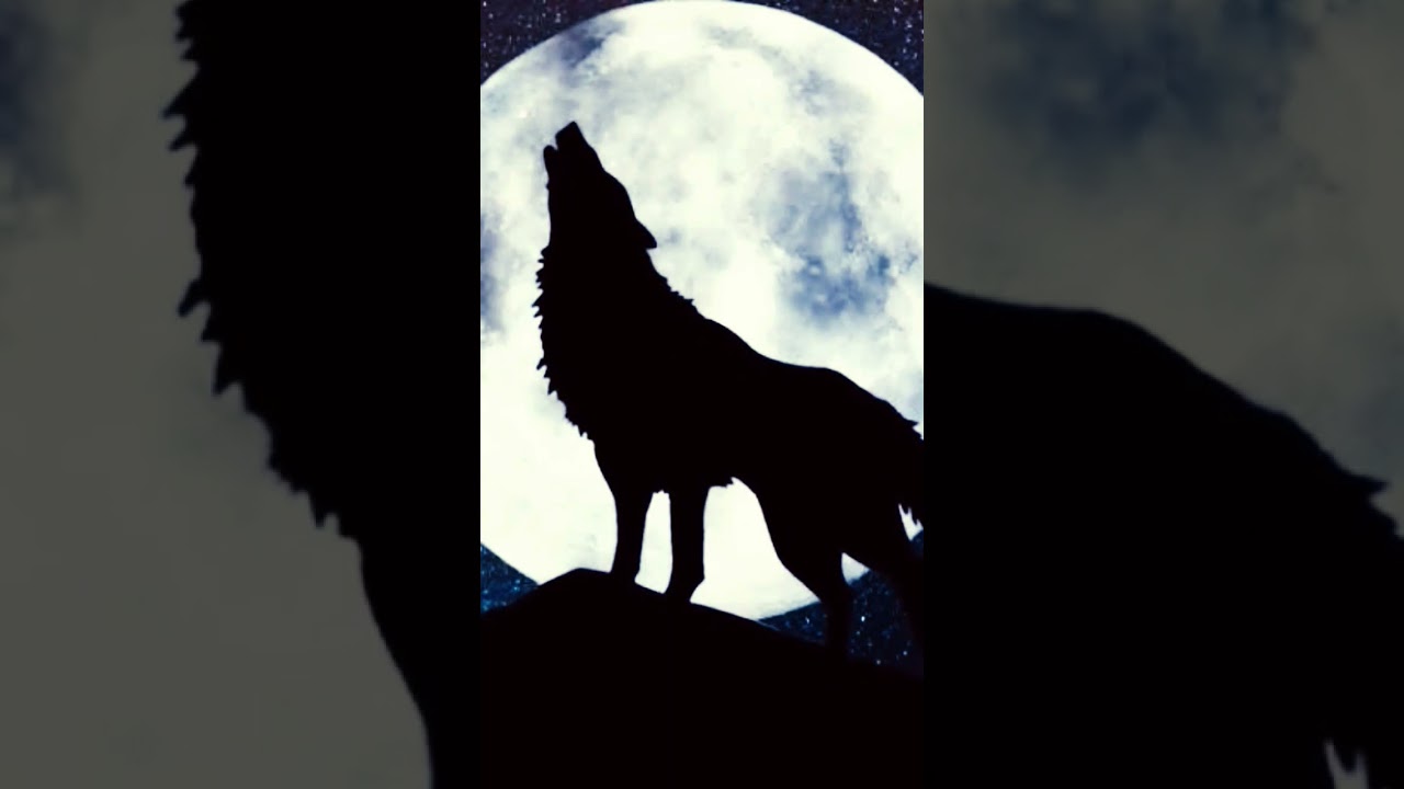 Wolf Howling Sound Effect 🐺