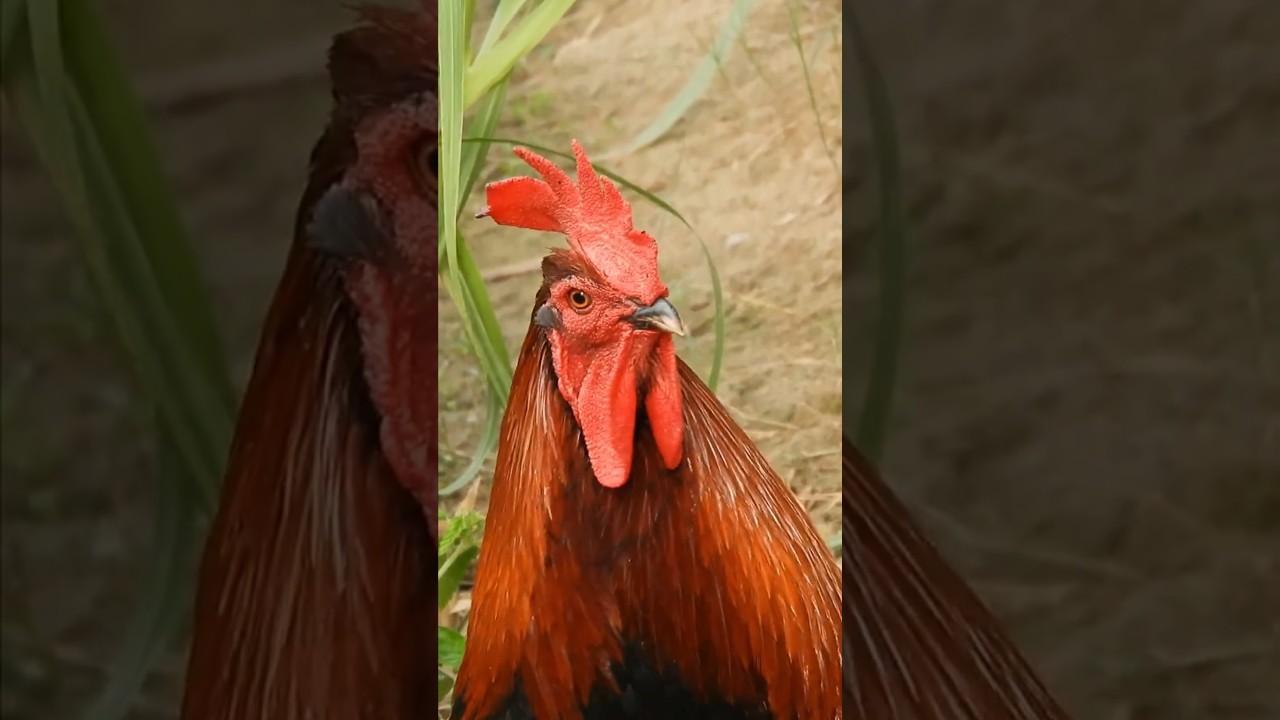 Rooster Crowing Compilation 🐔