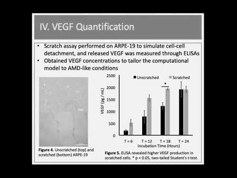 Computational Model of Wet AMD | Senior Design | Biological Engineering