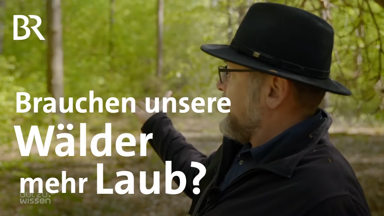 Zukunft der Forstwirtschaft: Neue Baumarten im Wald 🌳