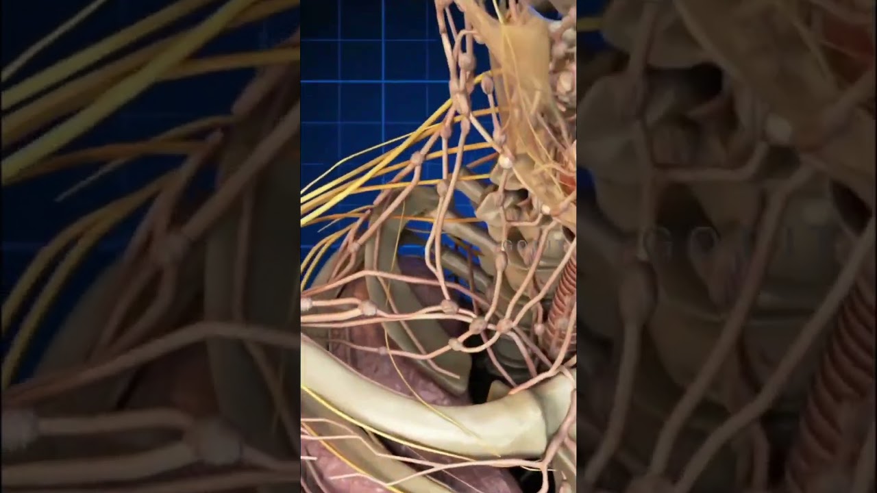 மனித உடலில் நரம்பு மண்டலங்களின் தூரம் 📏