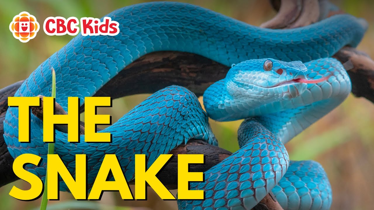 Amazing Snake Facts for Kids ๐ | Discover the Wonders of Snakes with CBC Kids