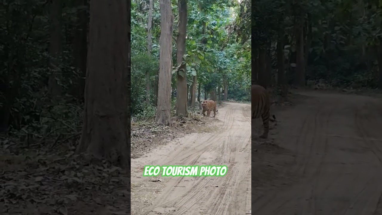 Eco Tour: Jungle Safari & Royal Bengal Tiger in Uttrakhand 🐅