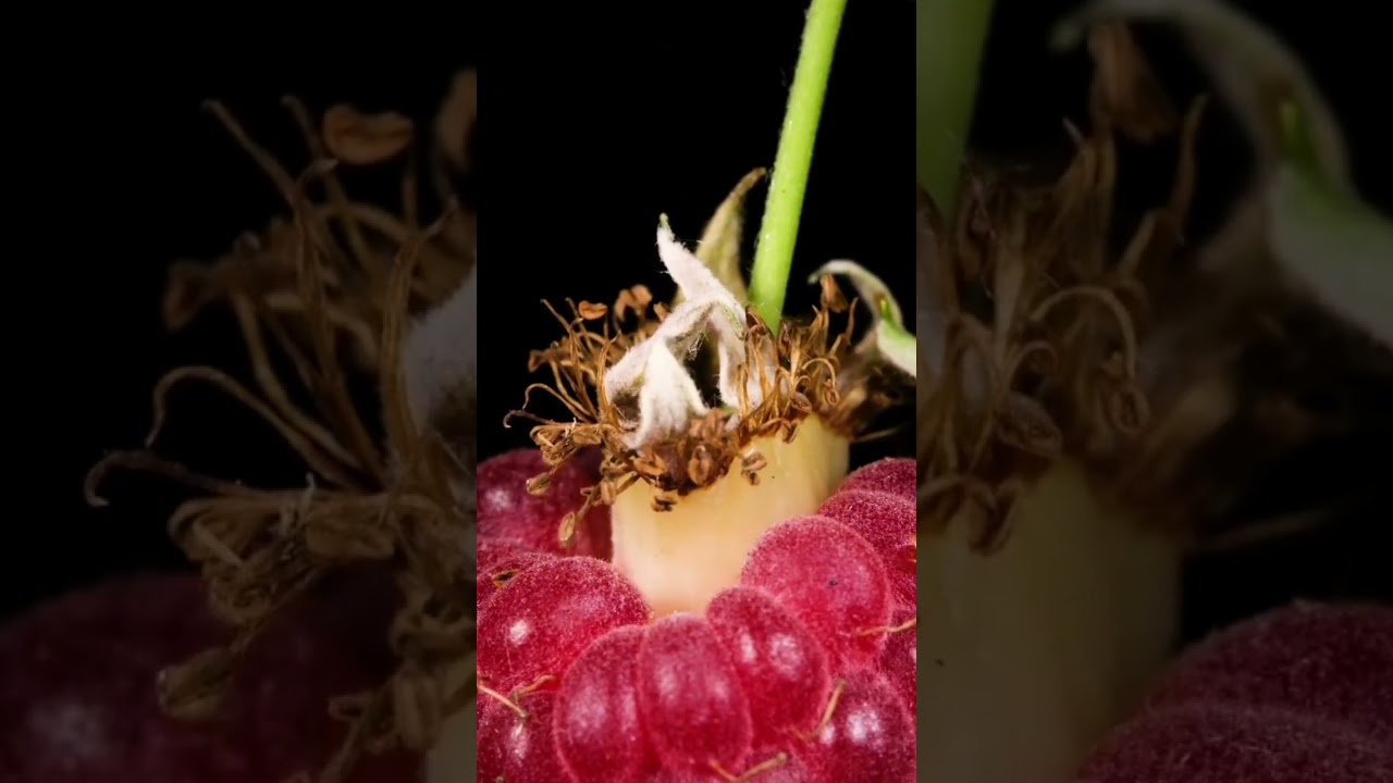 Object Videos: ASMR & Macro Closeups 🎥