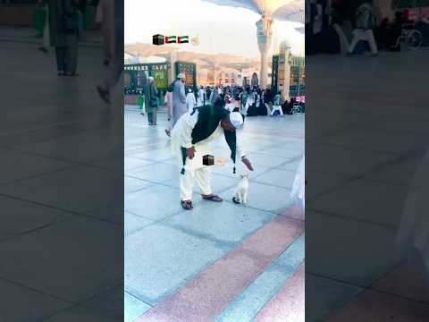 Cats in madina🕋🥰🤭#makkah #islamic #shorts #youtubeshorts #india #pakistan #cat #madina