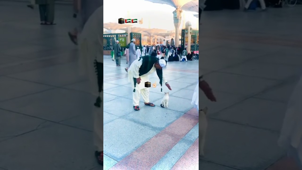 Adorable Cats in Madina πβ¨ | Must-See Islamic Shorts