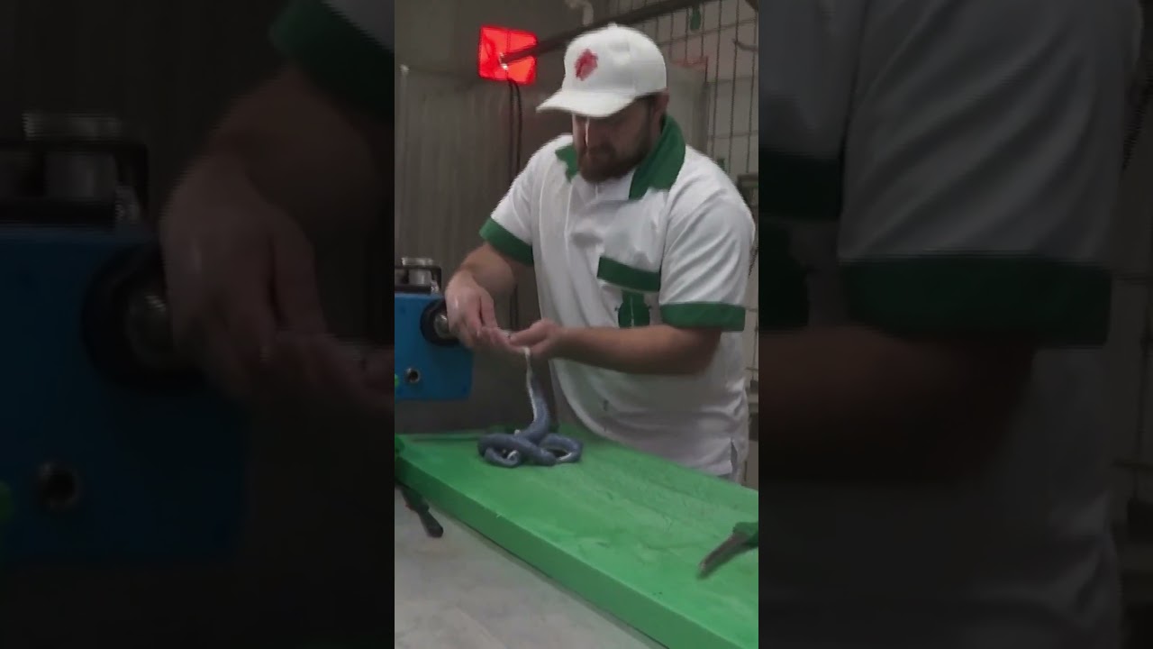 Einzigartige Parteifarbene Bratwürste für die deutschen Wahlen 🍽️