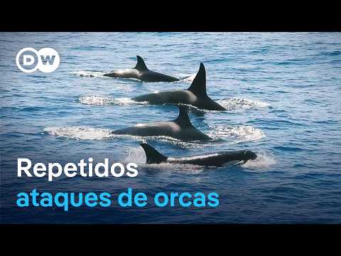 Rebelión de las orcas - ¿Por qué las orcas atacan a los barcos? | DW Documental