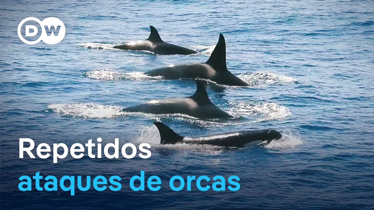 Rebelión de las orcas: ¿Por qué atacan los barcos en España y Portugal? 🐋