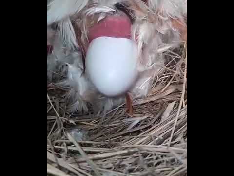 Galinha Botando Ovo 🥚