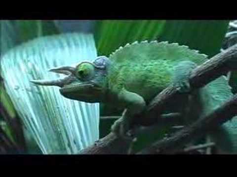 Amazing Jackson's Chameleon 🦎