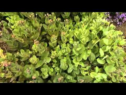 Sedum kraken - Groei & Bloei