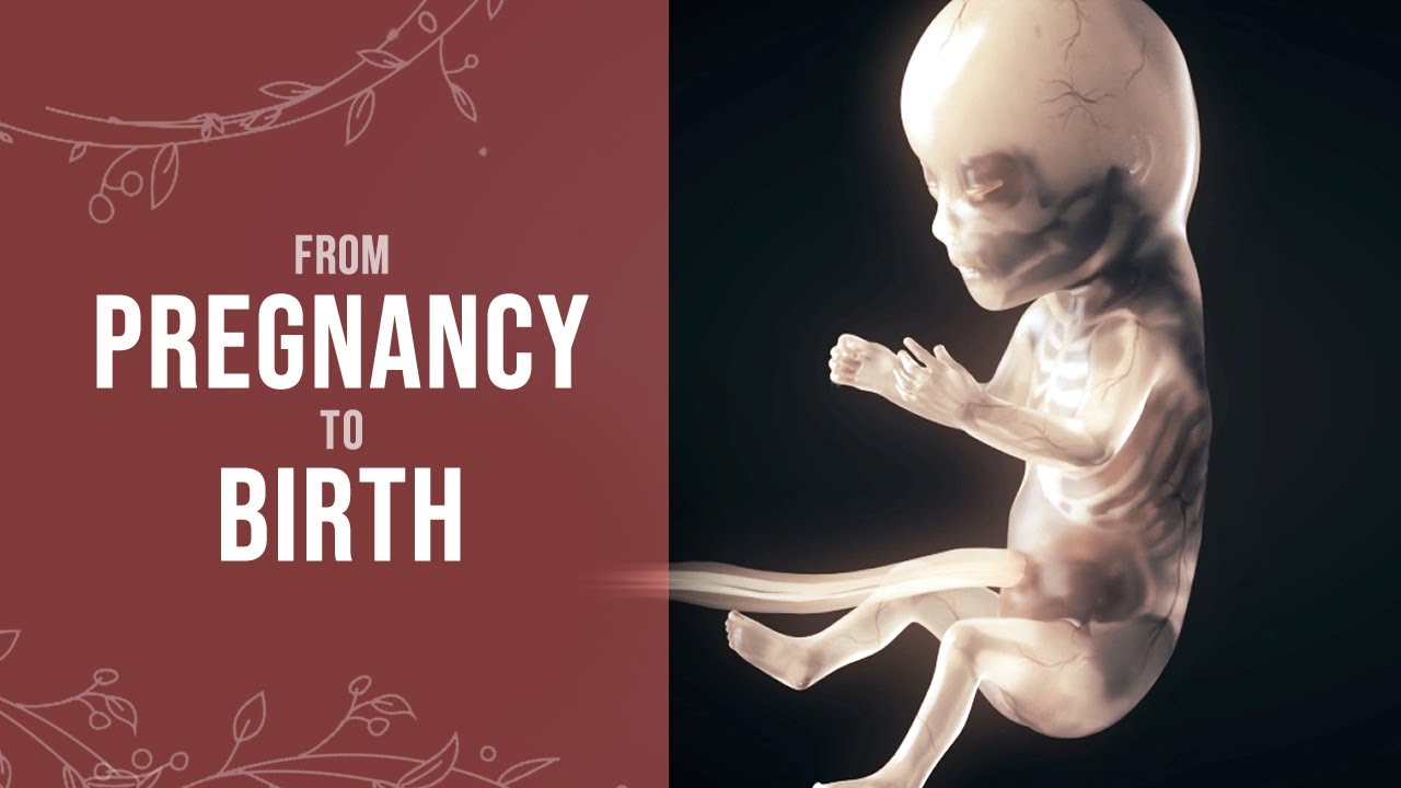 Pregnancy Wonder: From Fertilization to Birth ✨