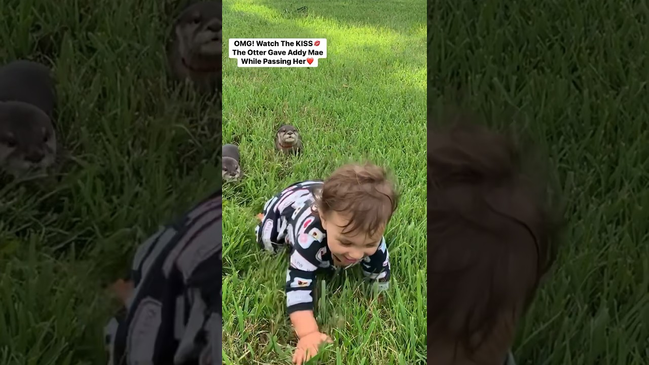 Is This the Cutest Otter Video Ever? 🦦