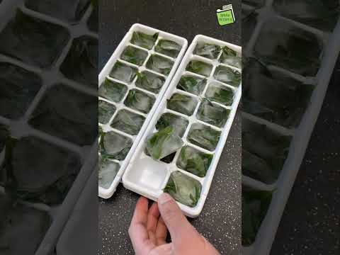 6 महीने तक कड़ी पत्ता को ताजी कैसे रखें | How to store curry leaves longer  | Nirav recipe