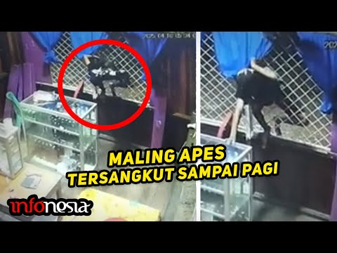 BIKIN NGAKAK...! Aksi Maling APES Gagal Mencuri Berhasil Ditangkap Warga