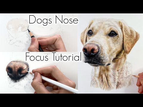 HOW TO DRAW A DOGS NOSE IN COLOURED PENCILS / FOCUS TUTORIAL