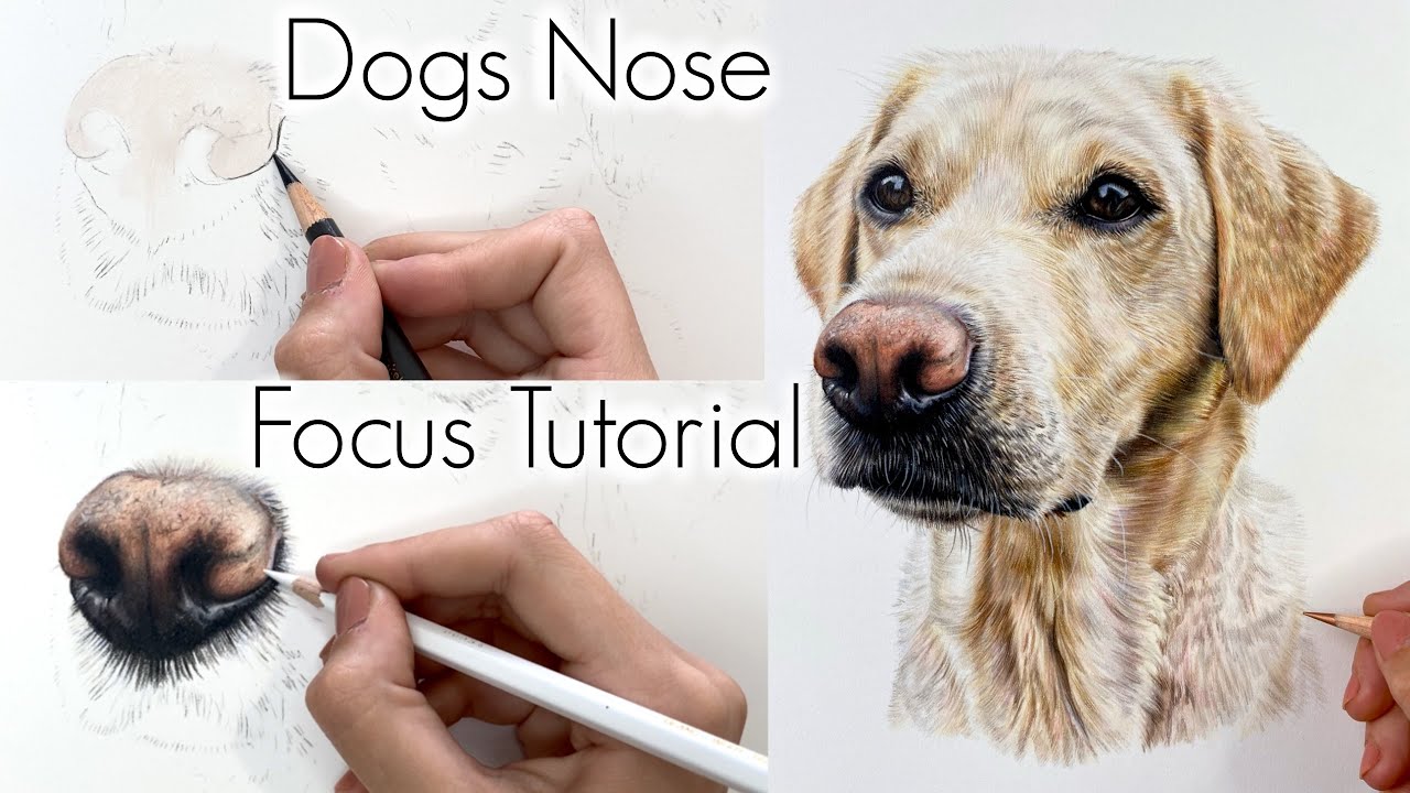 Step-by-Step Guide to Drawing a Dog's Nose with Coloured Pencils