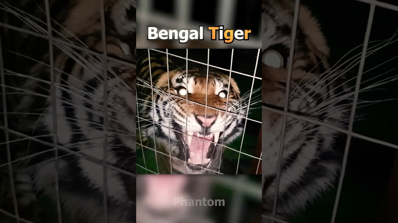 Most Terrifying Animal Sounds 🐾