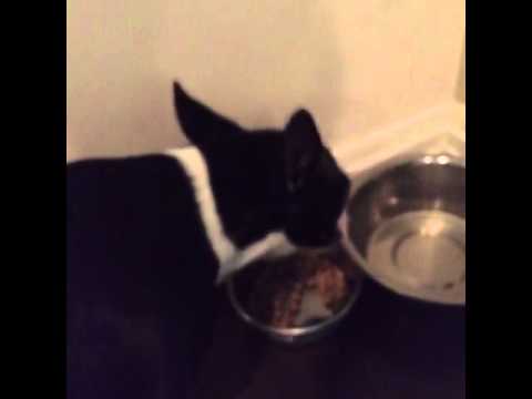 Brendon Urie: Sometimes I provide dramatic narration for my dogs.