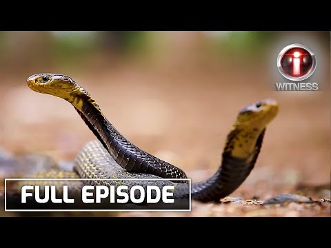 I-Witness: ‘Cobra Hunters’, dokumentaryo ni Kara David | Full Episode