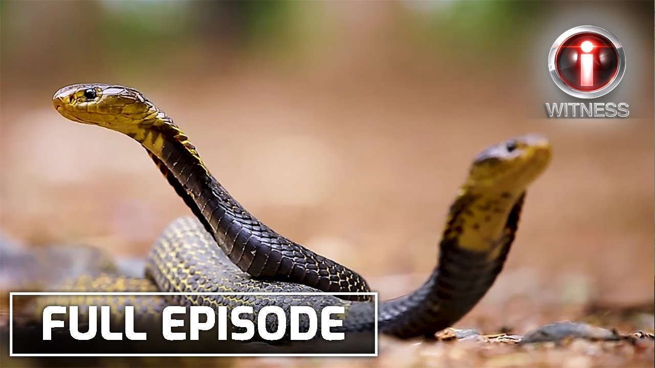 I-Witness: 'Cobra Hunters' – Dokumentaryo ni Kara David tungkol sa Panganib at Paglabag sa Batas sa Paghuli ng Philippine Cobra 🐍