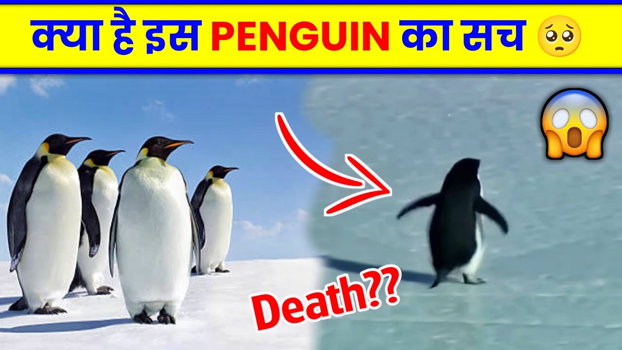 Why Is This Penguin Video Going Viral? 🐧
