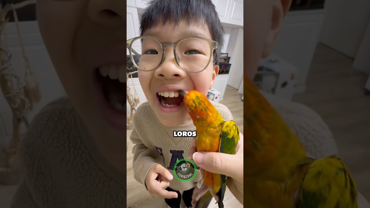 LORO experto en sacar dientes 🦷