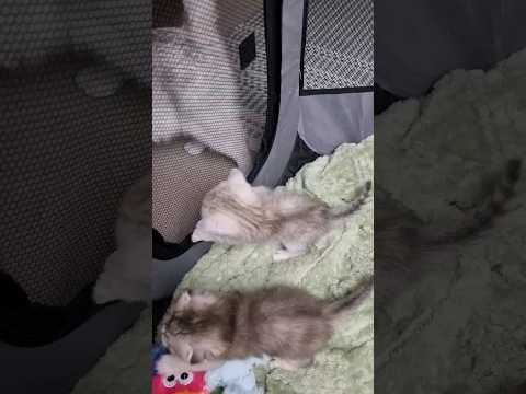 Мама, не уходи! #shorts