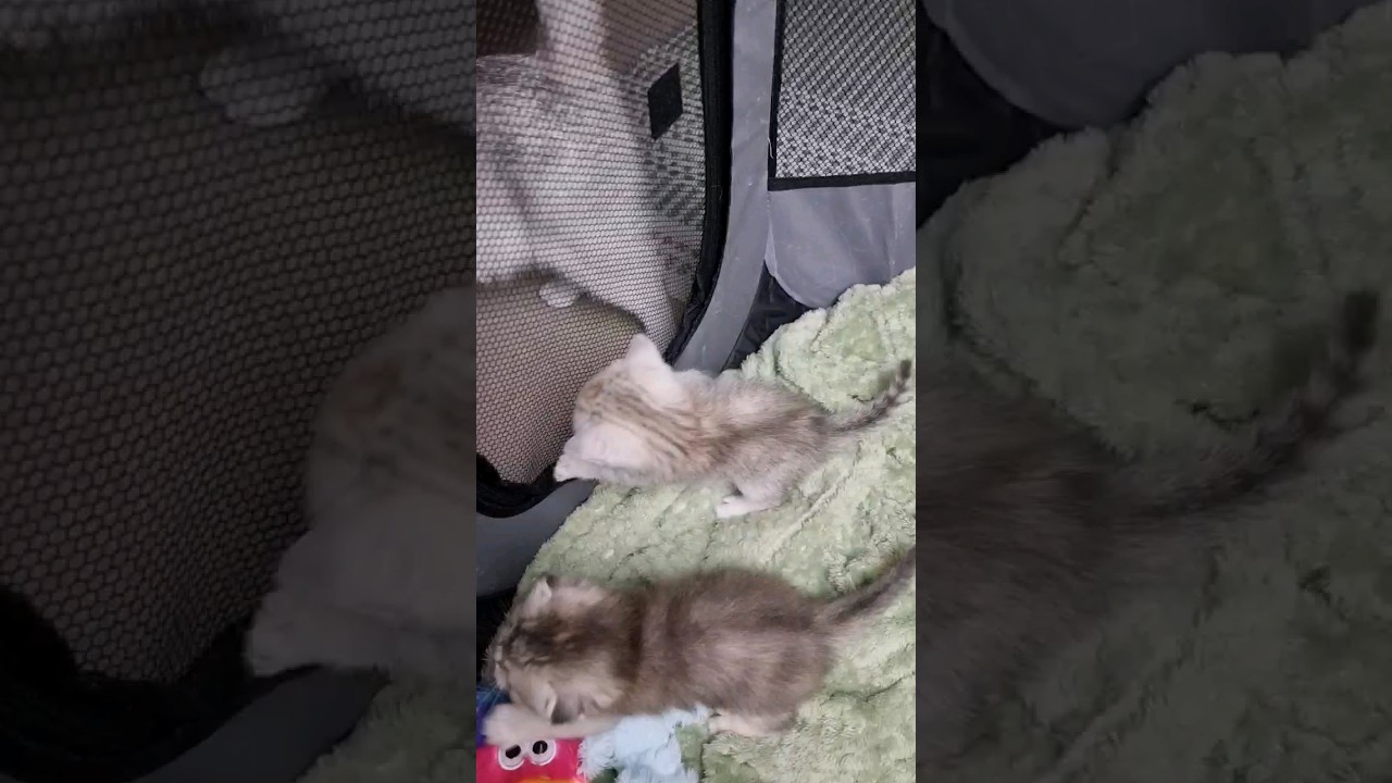 Эмоциональное обращение: Мама, не уходи! 💔 #shorts