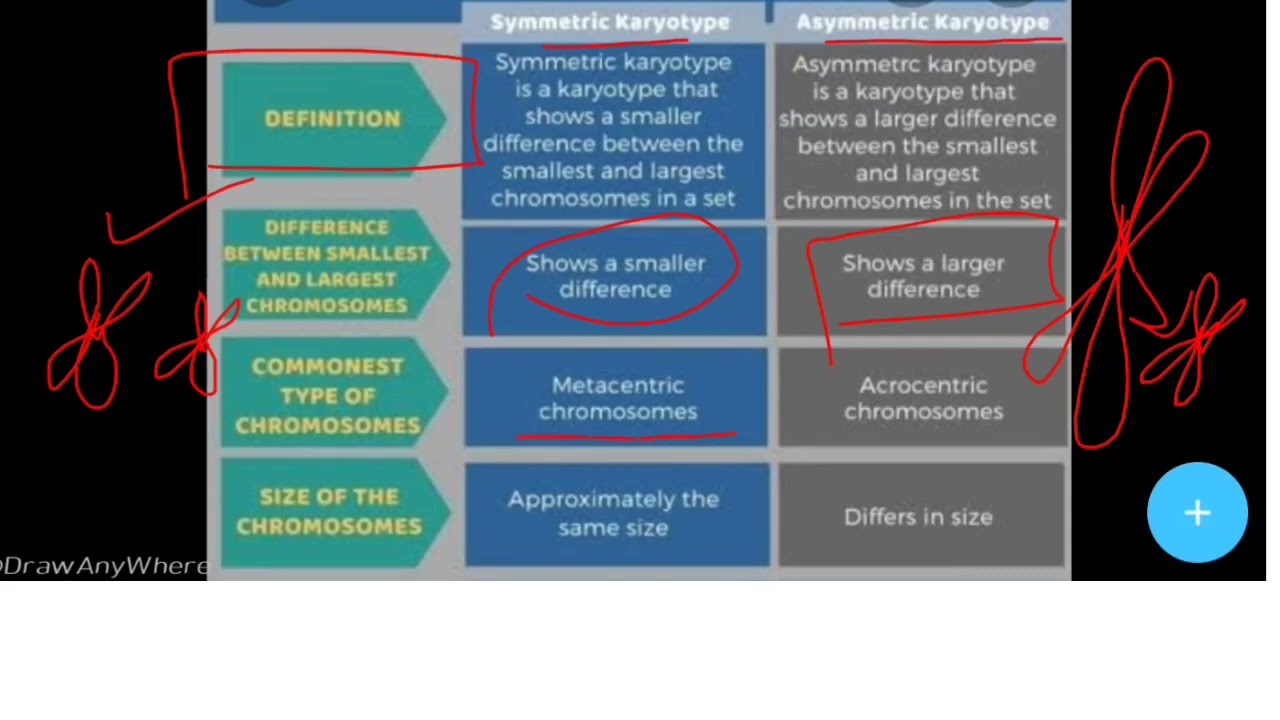 Symmetric vs. Asymmetric Karyotypes: Key Differences Explained 🧬