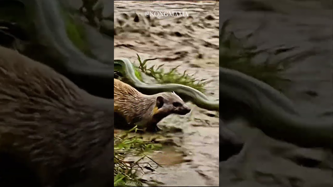 When Natural Enemies Unite: Python and Mongoose Escape Rising Floodwaters Together #wildlifesurvival