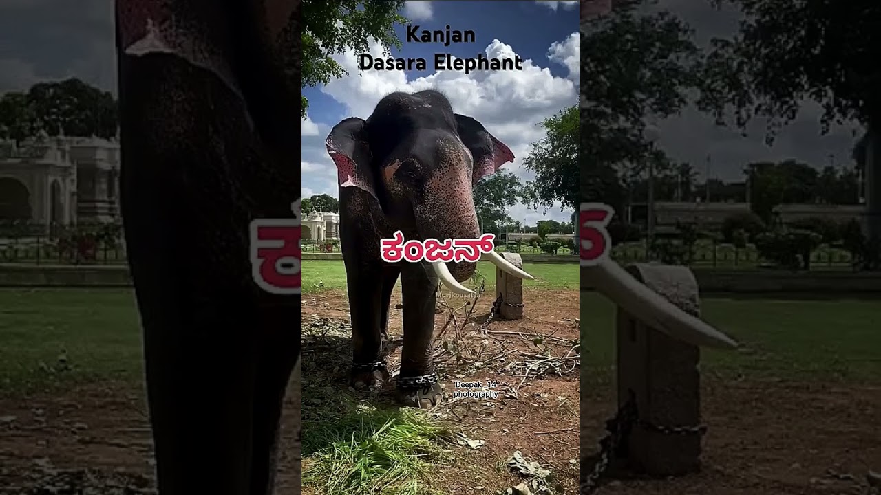 2025 Mysore Dasara Elephant List 🐘