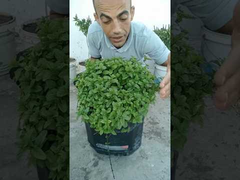 النعناع ينمو بسرعة جنونية من قوه هذا السماد المتوفر في بيتك سماد الخميرة #زراعة #نباتي #نعناع