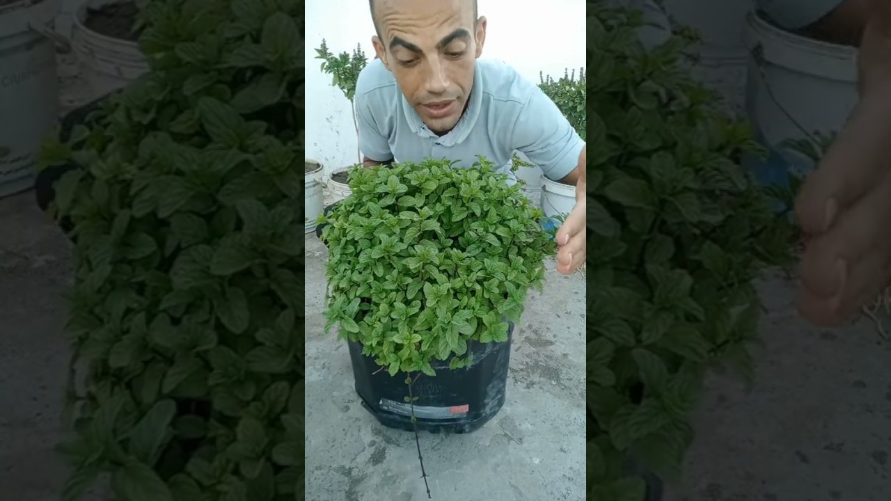 اكبر سر لنمو النعناع بسرعة مذهلة باستخدام سماد الخميرة المنزلية 🌱
