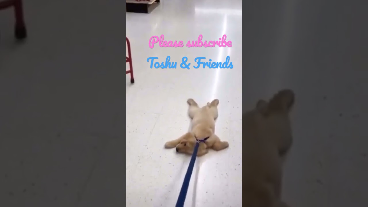 Toshu & Friends: Puppy Refuses to Go Home 🐶