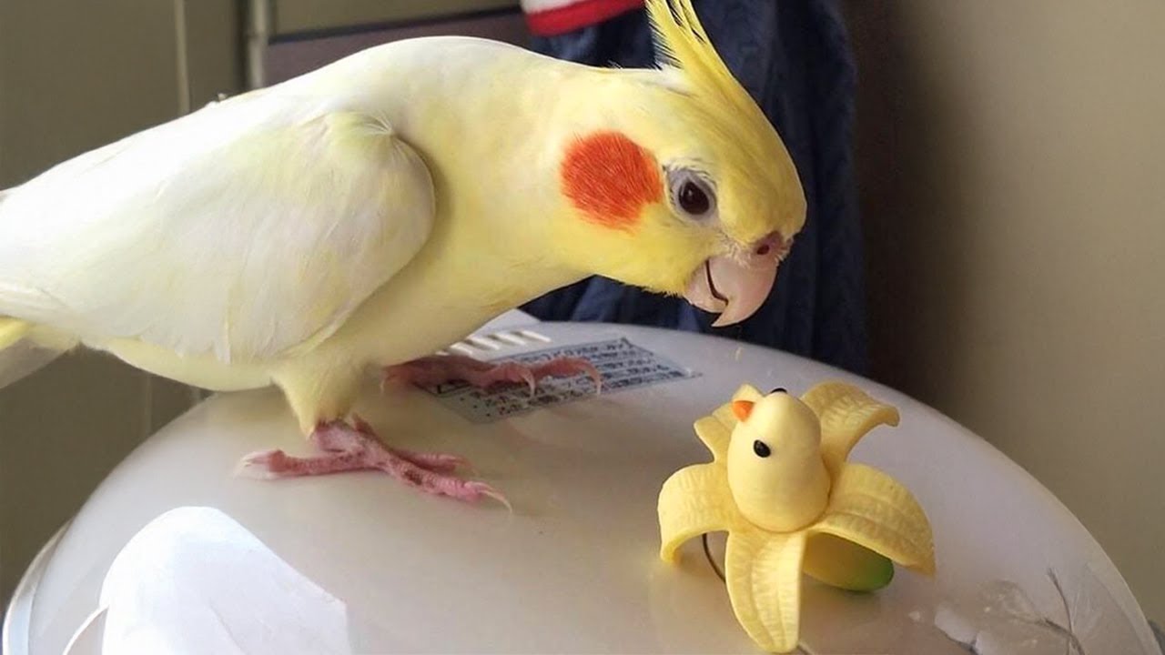 Top 2025 Parrot Comedy Moments 🦜😂