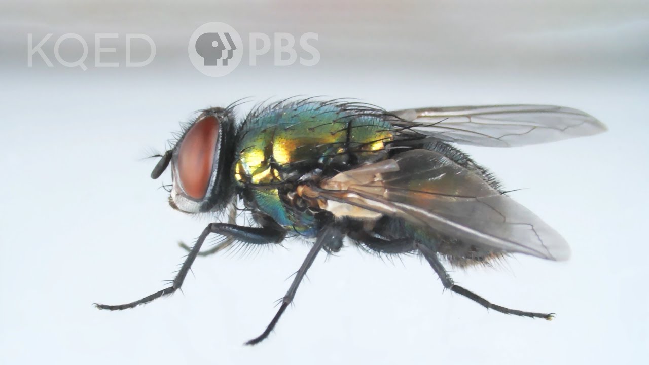 How Flies Dodge Your Swatter 🪰
