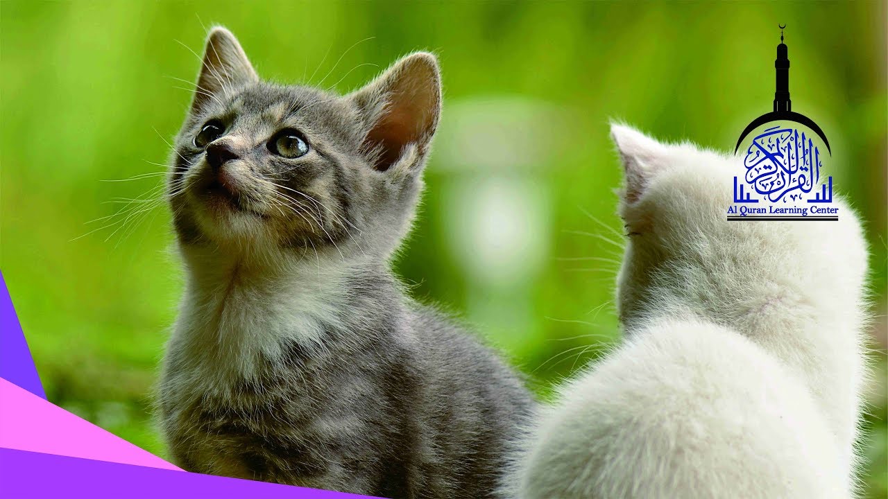 Murattal Al Quran Juz 1 with Animal Background 🐾